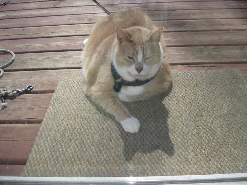 Stumpy my Manx Cat.