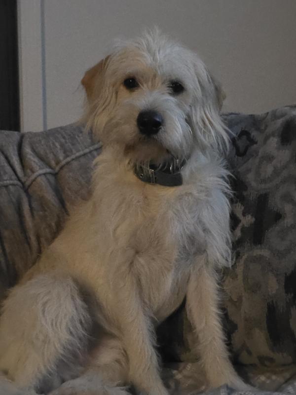 Kashie Loves Beggin Strips! ❤️