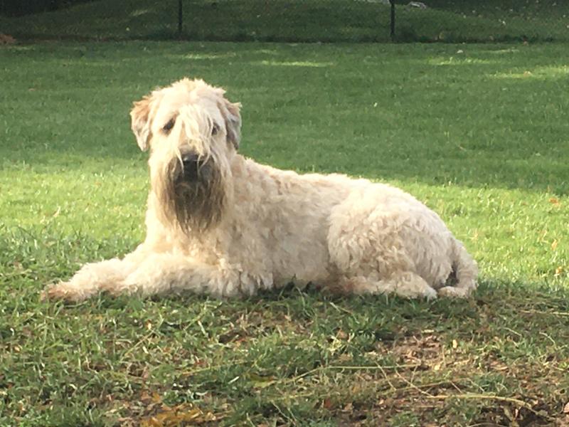 Stanley sunbathing! A wonderful companion.