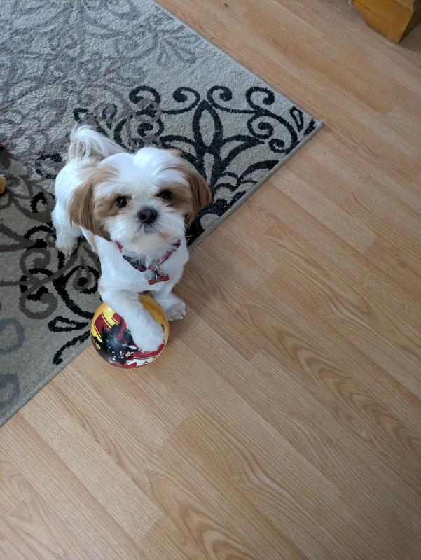 Photo - commentaire&nbsp;8.