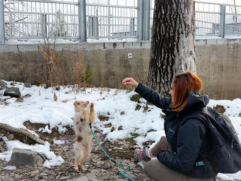 Bouchées avec saumon
