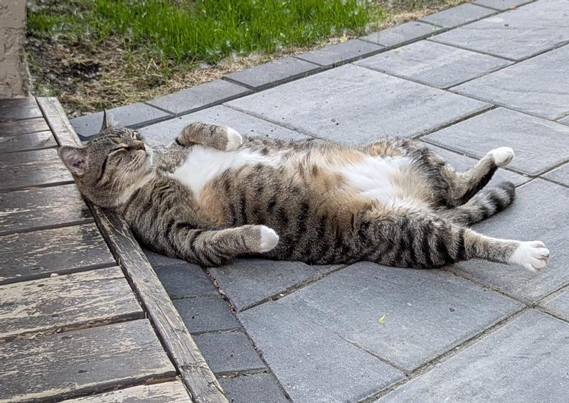 Lucy enjoying the sun