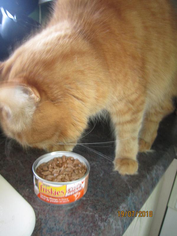 Sans oublier le plus jeune, Whisky , qui en raffole tout autant!