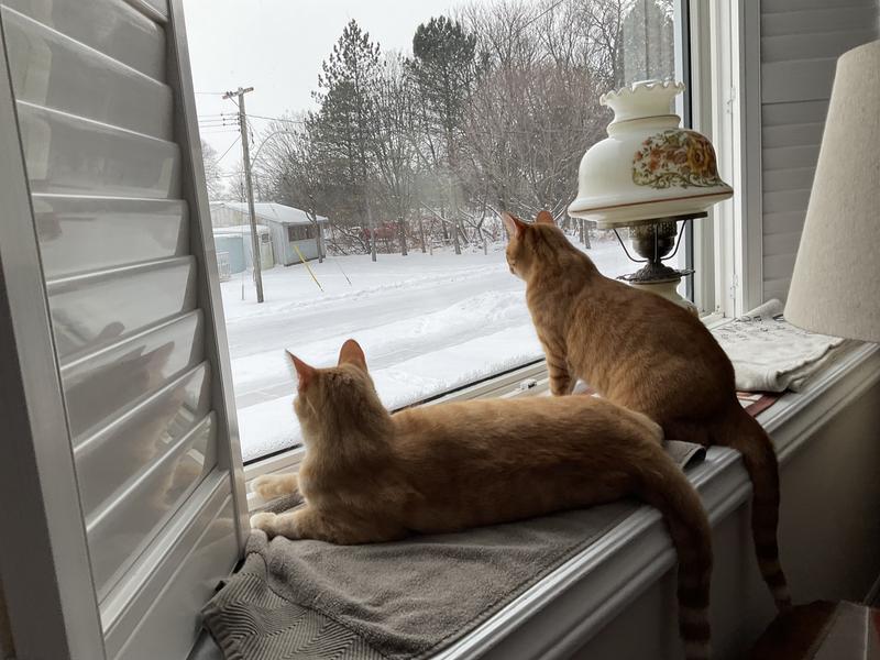 Watching the snow, Buffy and Lucy