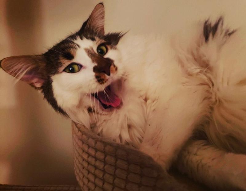 Nicholas the Furst is laughing at us.