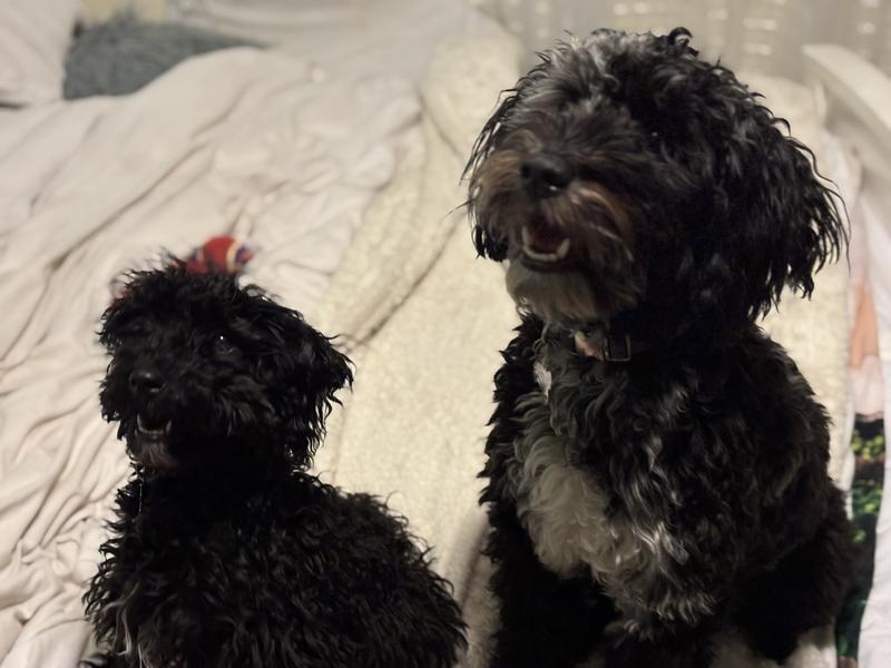 2 happy rescues living their best life