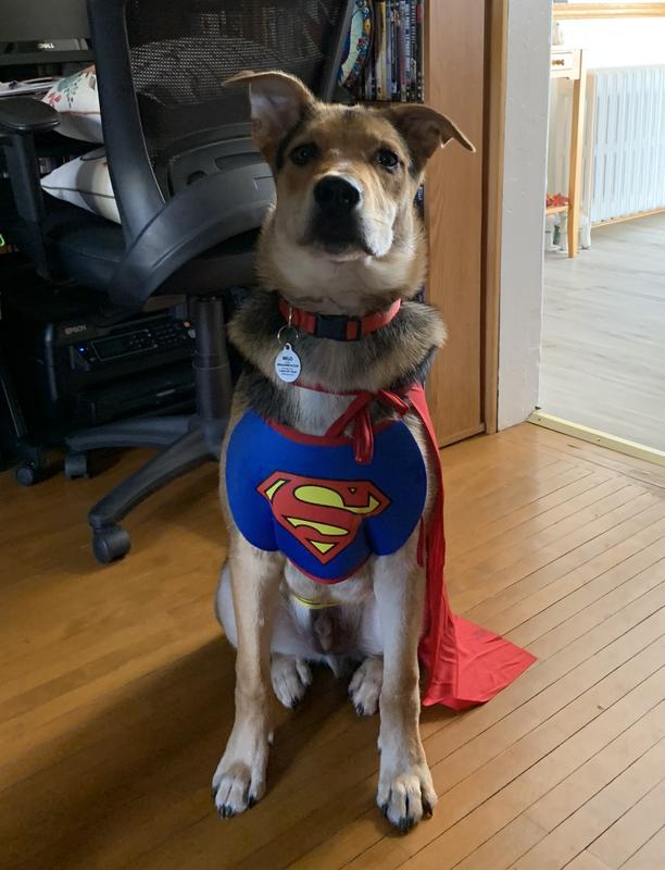 Purina One - The Making of A Super Dog