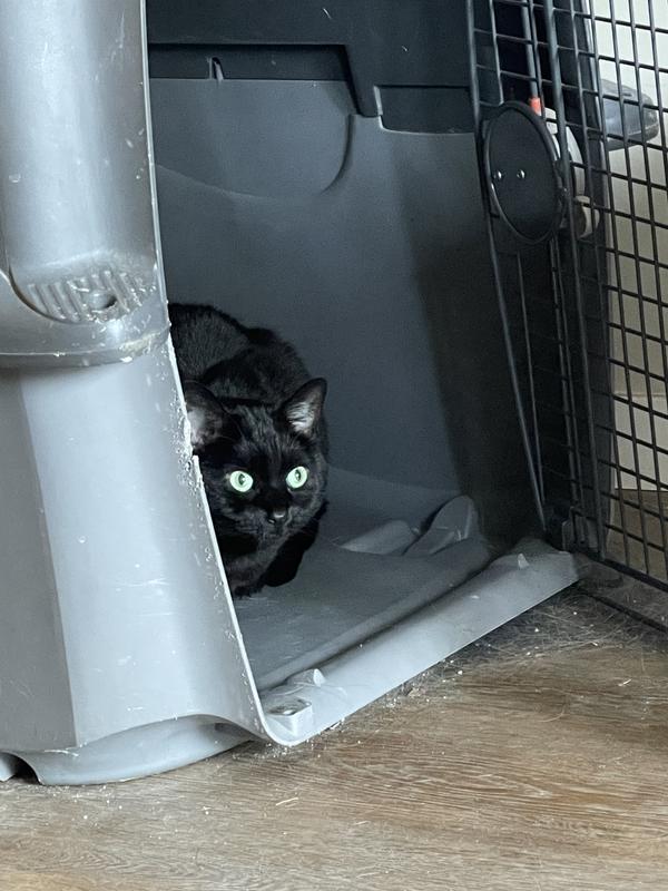 All cats fit in all boxes