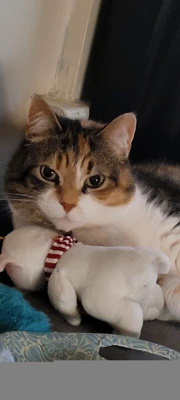 DID YOU SAY FANCY FEAST?