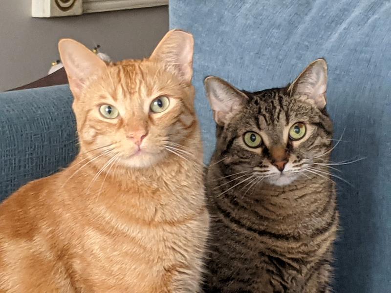 We love our Friskies treats after getting our nails cut.