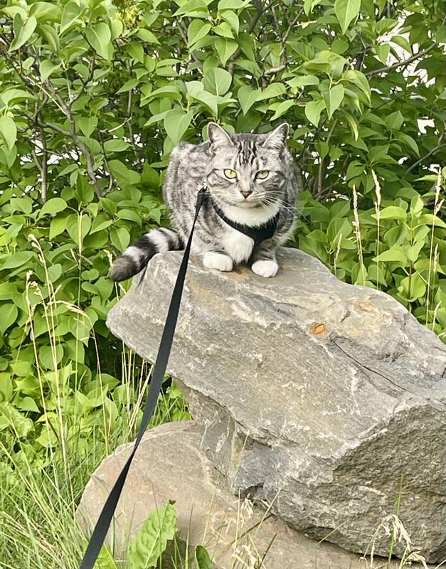 Photo - commentaire 3.