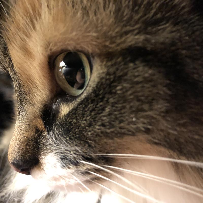 Beautiful eyes ❤️