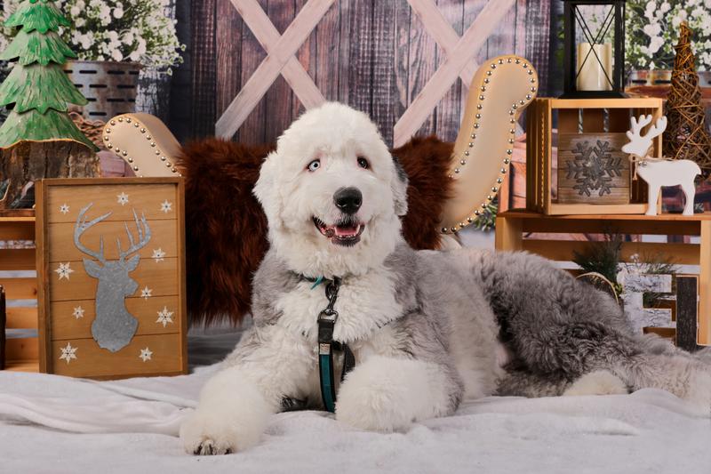 Voici Baboo pour sa photo de Noël l’an dernier