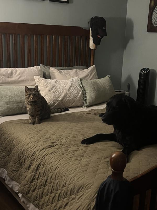 Always competing for each spot on the bed!