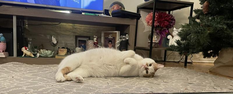 Waiting for cuddles after food.