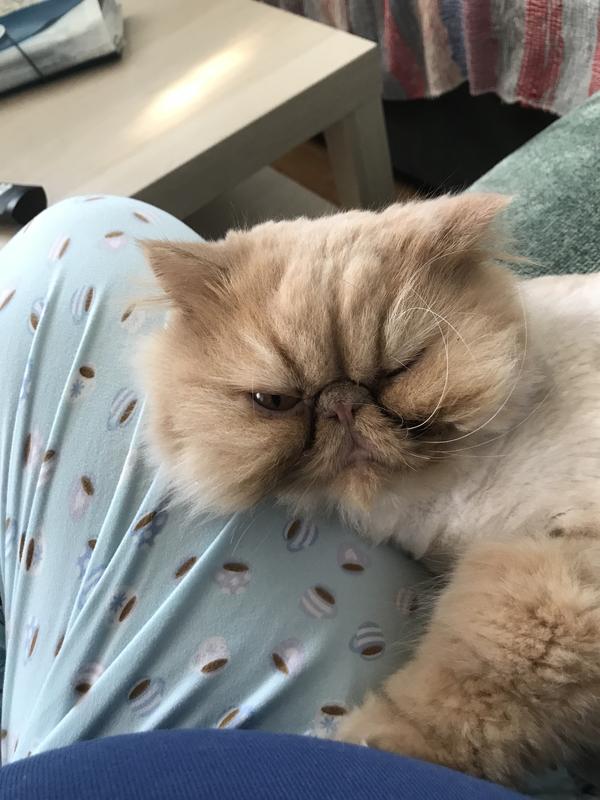 The Little Big Beiiiiiggge