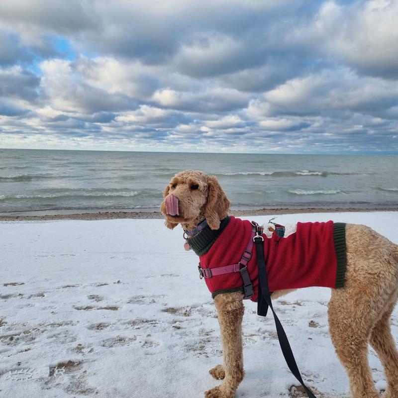 Purina One Treats are Lip Smacking Good