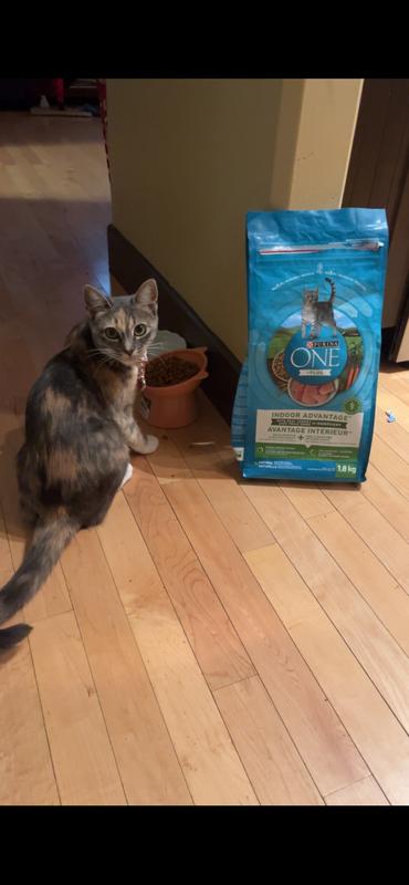 Honey and her favourite Purina One