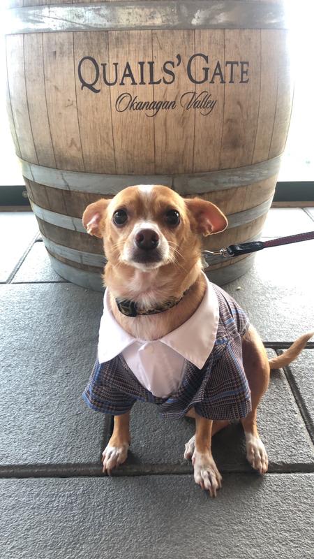 Hi , I am peanut during may out of town vacation.