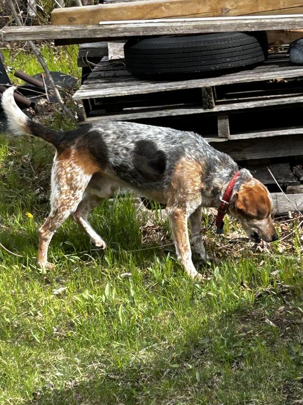 His healthy and his coat looks wonderful