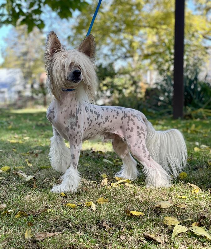 Our newest Champion !