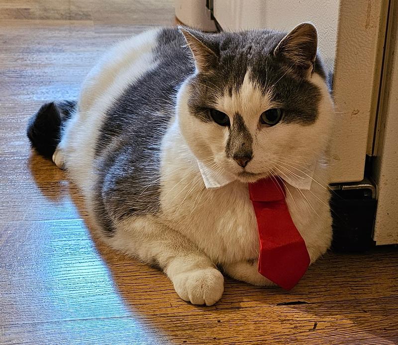 Ready for Christmas turkey