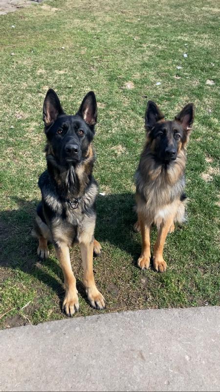 Vader (left) and Ewok (right), the consumers of food!