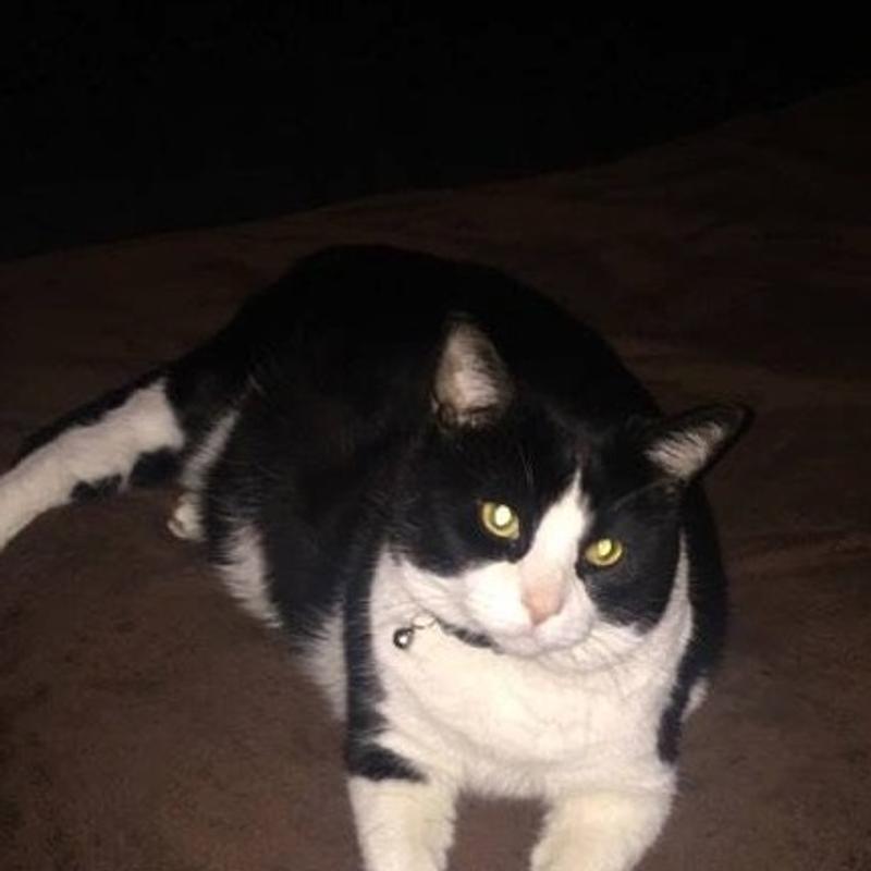 quelle beauté de chat