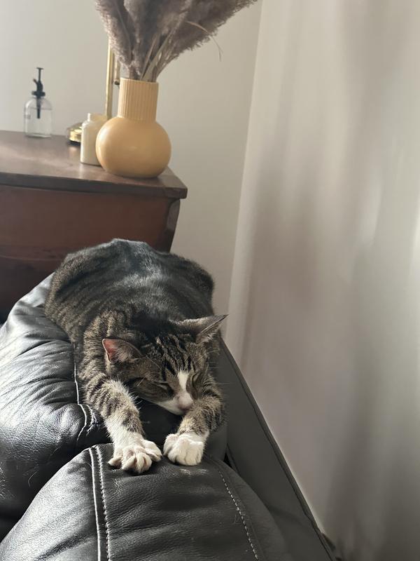 Sleeping contently with a full belly