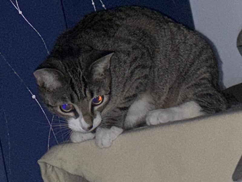 Photo - commentaire 4.