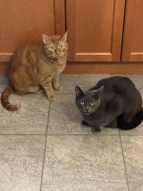 Can we have dinner please