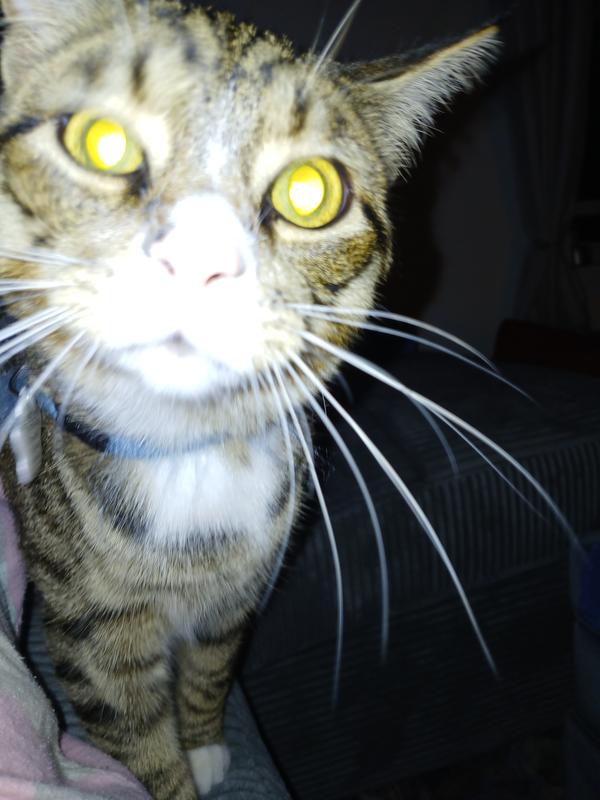 Hello 👋 you awake? I'm here now!