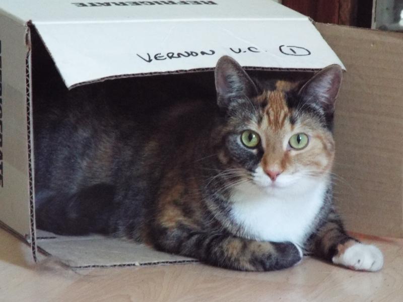 Mocha relaxes in a box after her yummy Friskies breakfast. :)