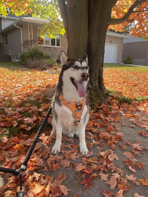 My healthy boy enjoying his best life!