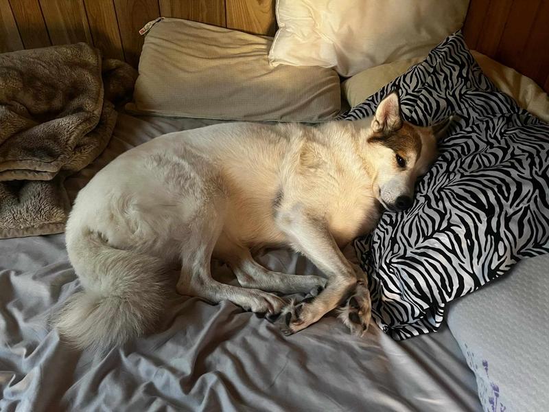 My girl having a nap after busy day of playing