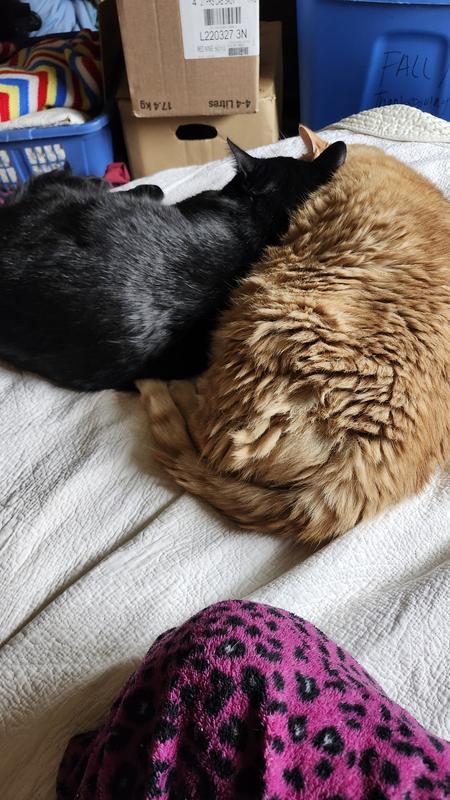 After a fancy feast treat of pate