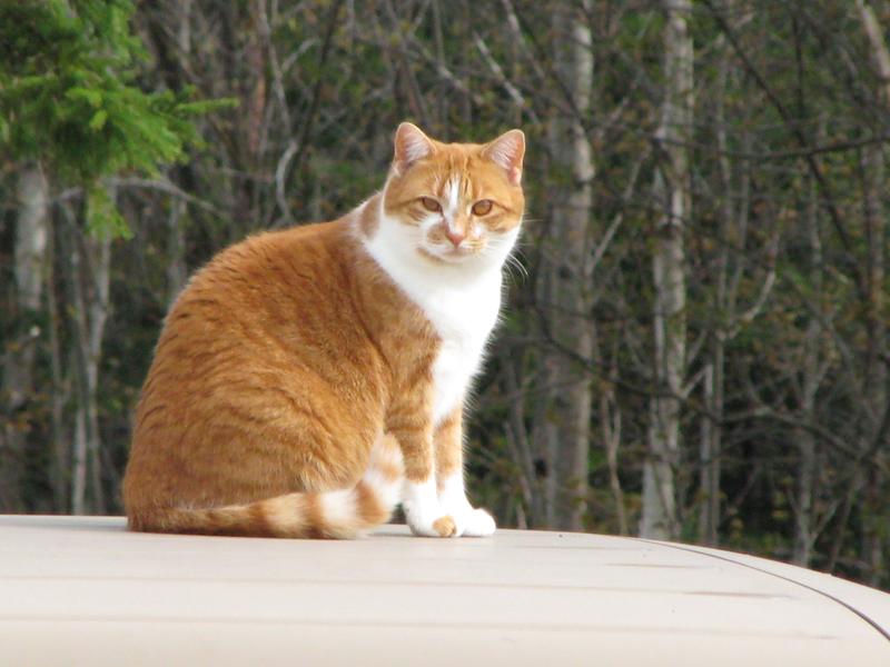 Hello my name is: Turnip