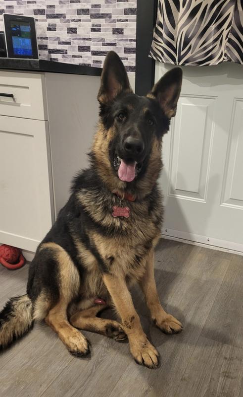Rosco      2 year old German Shepherd
