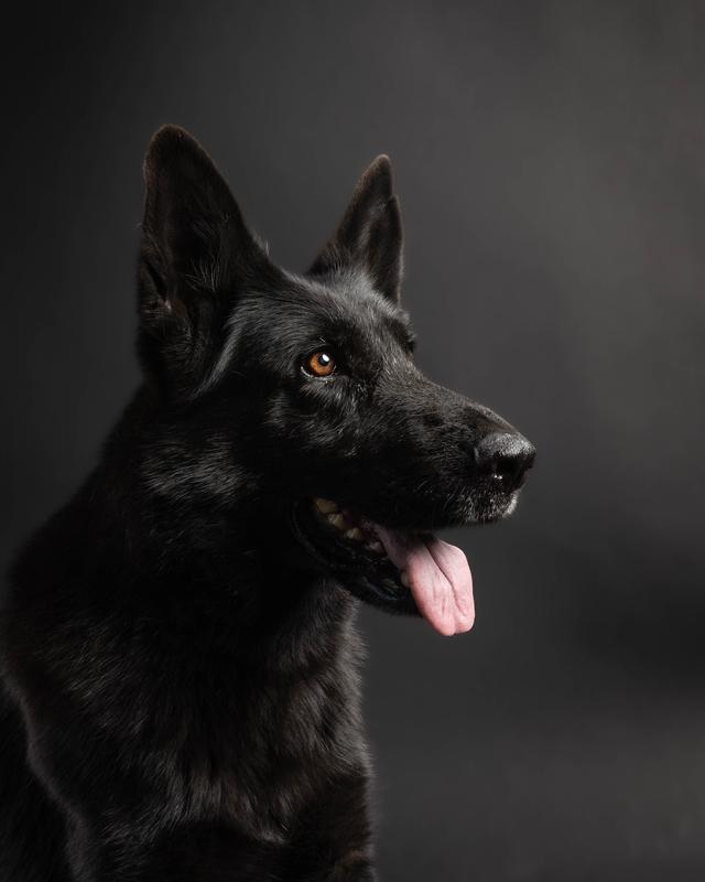 Rook - 8 years old