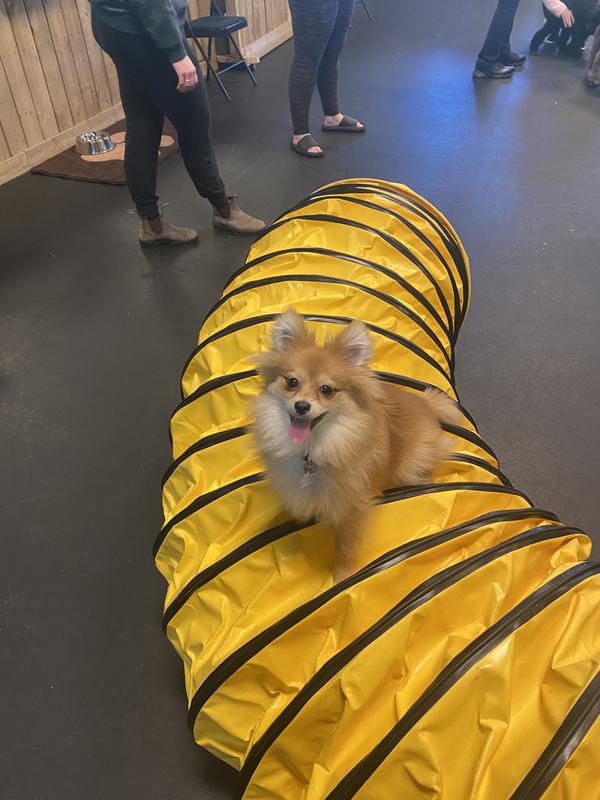 Lucy loves to jump on tunnel and use it like a log roll