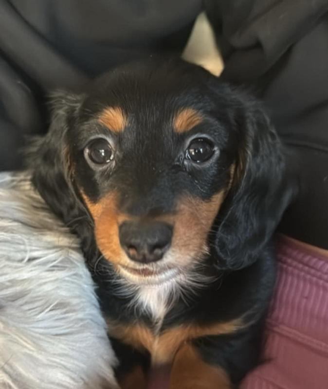Beautiful  Bella