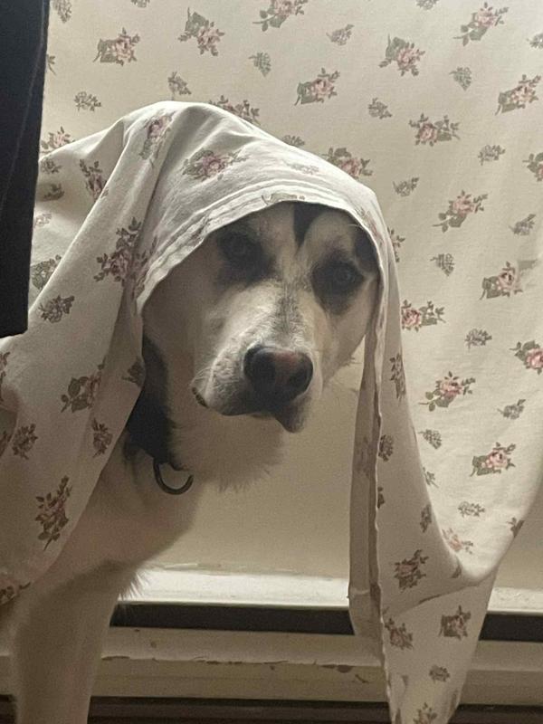 Halloween Costume .... Booooo!