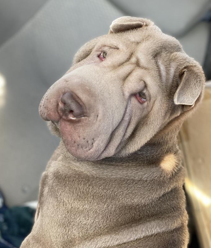 Sushi the Sharpei!