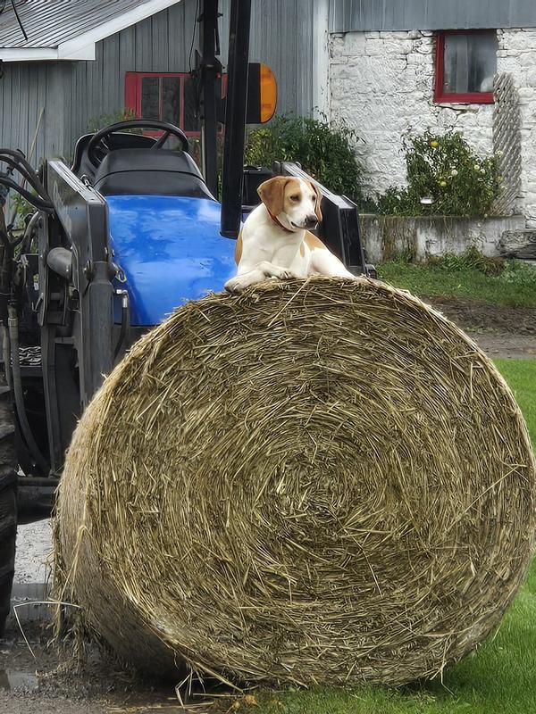 Just Chillin after breaky.  Helping with morning chores.