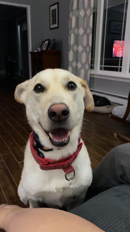 Kylo is a Husky/Herman Shepherd mix! Say CHEEEEESE!