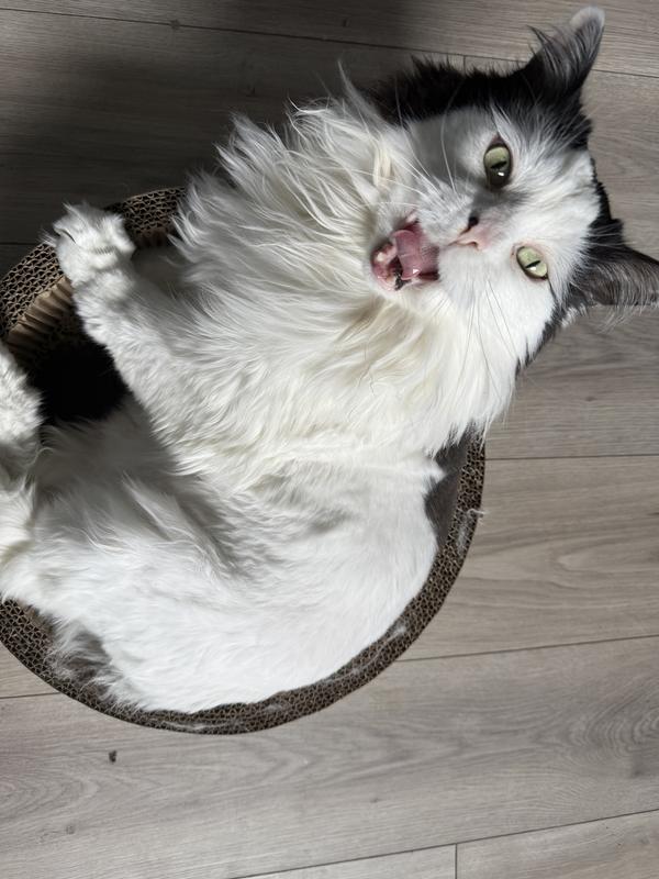 Photo - commentaire&nbsp;7.