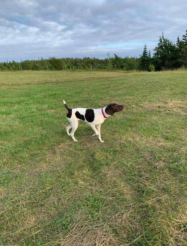 Pointers be pointing