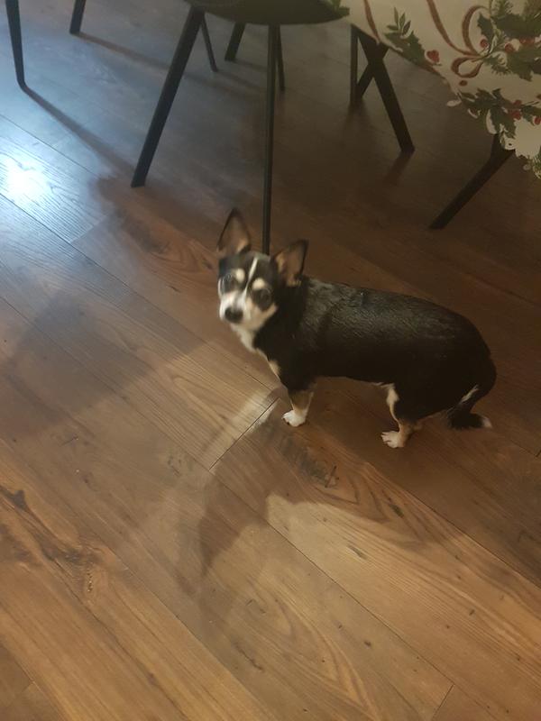 Je suis un chihuahua gypsy