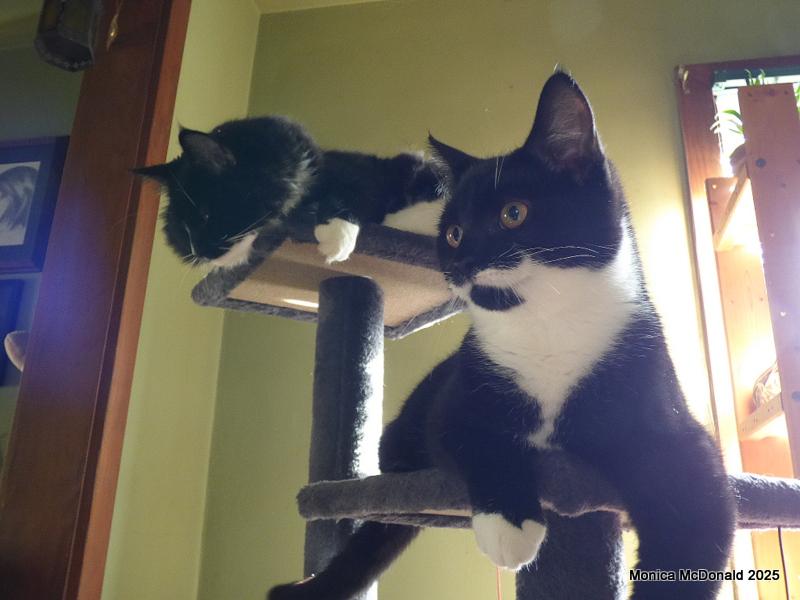 Luna and Moose, chilling in their tree.