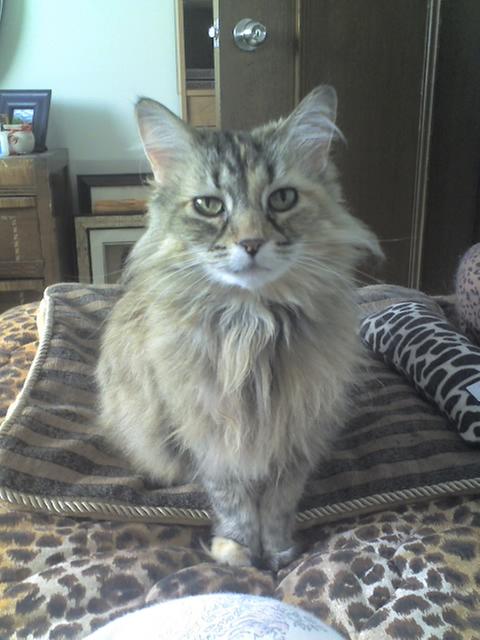 Photo - commentaire&nbsp;7.